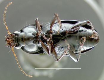 Media type: image;   Entomology 600330 Aspect: habitus ventral view